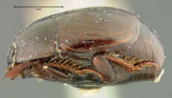 Media type: image;   Entomology 6937 Aspect: habitus lateral view
